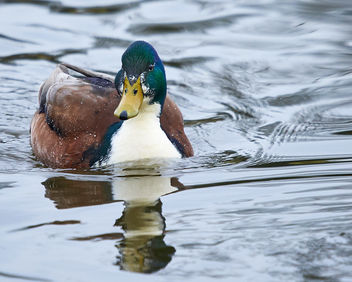 Duck - Kostenloses image #467029